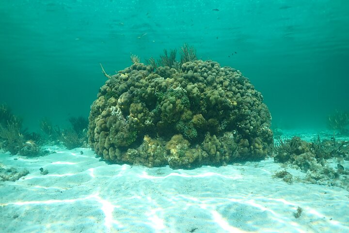 (Family owned) Stingray city sandbar, Starfish Beach & Snorkeling