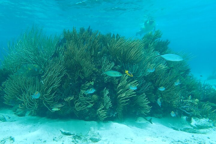 (Family owned) Stingray city sandbar, Starfish Beach & Snorkeling
