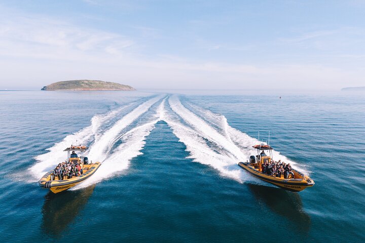 Anglesey Wildlife Boat Trips to Puffin Island