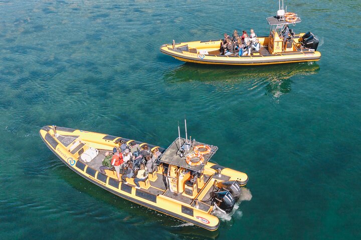 Anglesey Wildlife Boat Trips to Puffin Island