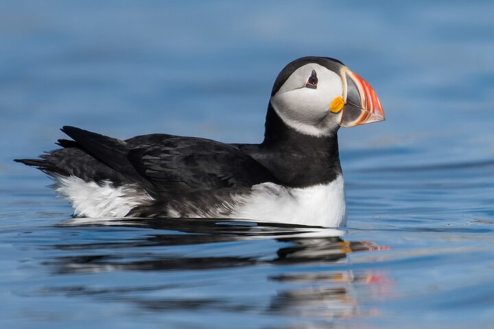 Anglesey Wildlife Boat Trips to Puffin Island