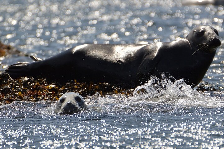 Anglesey Wildlife Boat Trips to Puffin Island