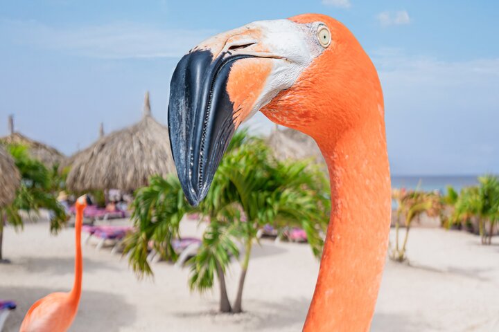 Aruba De Palm Island All Inclusive Day Trip with Transport
