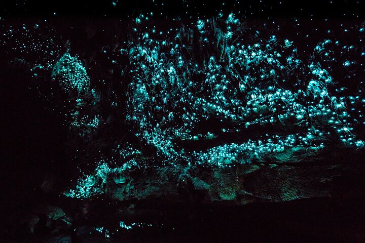 Kawiti Family Glowworm Caves Guided Tour in Bay of Islands