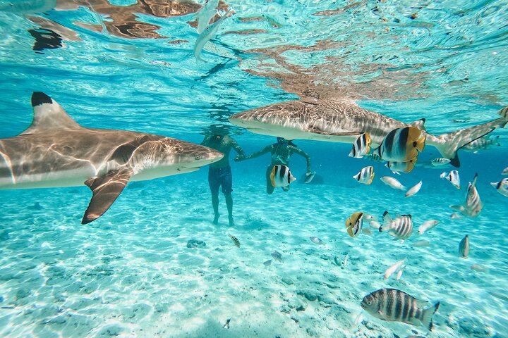 Full Day Lagoon Group Tour in Bora Bora with Lunch