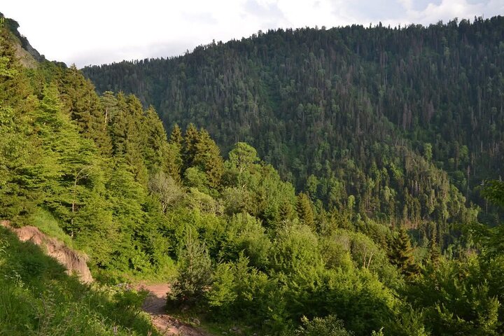 Jeep Tour in Dabadzveli mountain: Off-Road escape from Borjomi