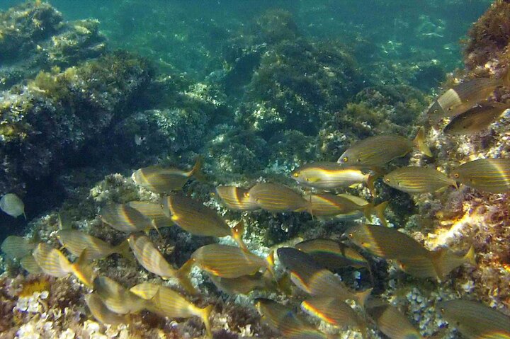 Ibiza Snorkeling Beach and Cave Tour