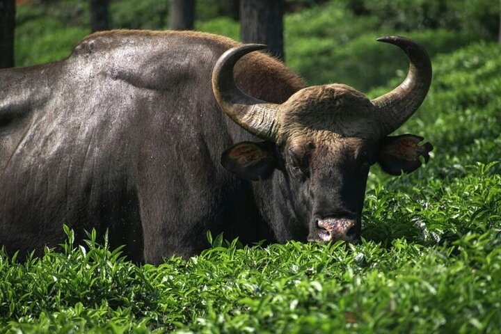 Explore Nagarhole National Park and Namdroling Monastery