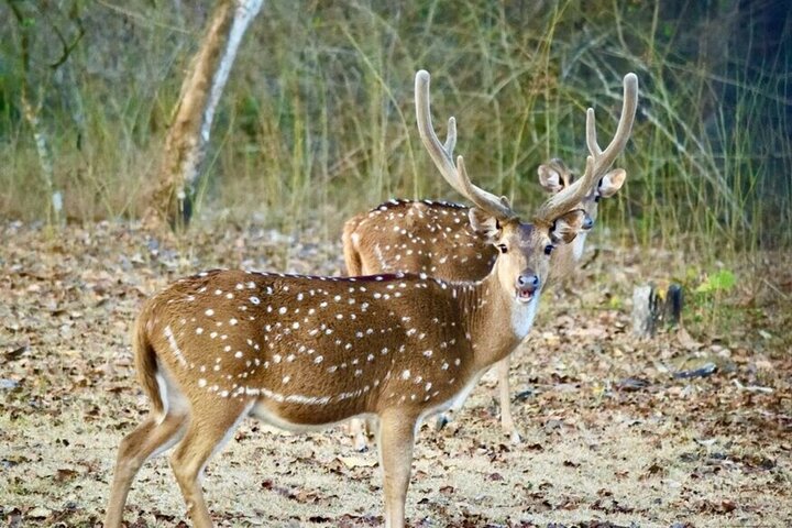 Explore Nagarhole National Park and Namdroling Monastery