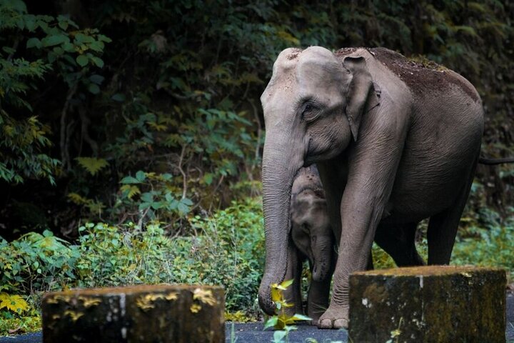 Explore Nagarhole National Park and Namdroling Monastery