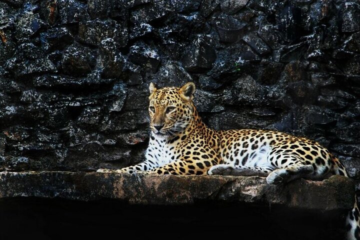 Explore Nagarhole National Park and Namdroling Monastery