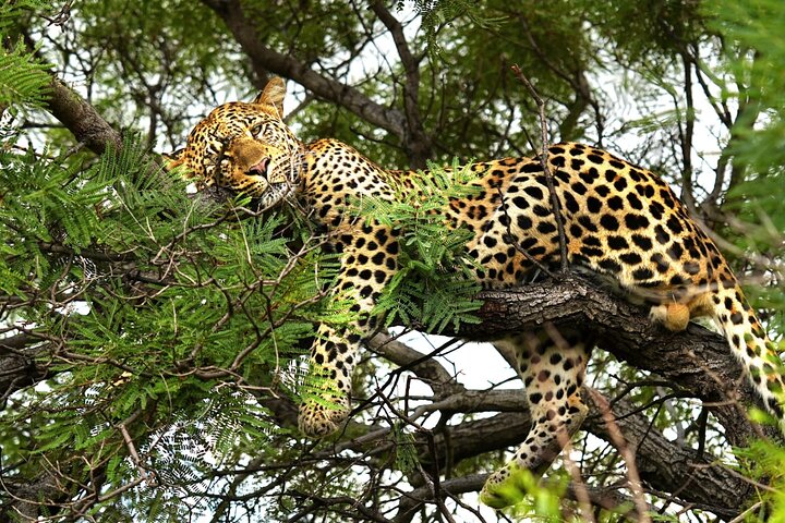 Chobe Sunrise Leopard and Lion Safari Tracking