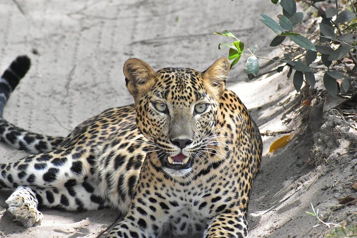 Wilpattu National Park | Private Safari