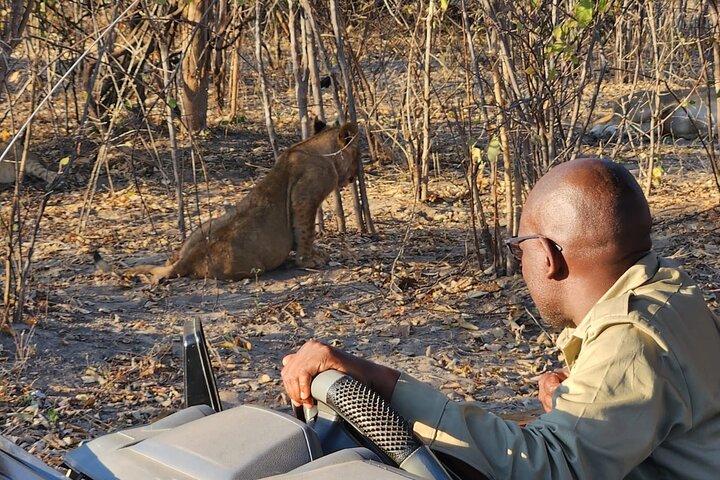 Chobe Sunrise Leopard and Lion Safari Tracking
