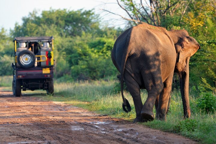 Private Jeep Safari at Minneriya National Park