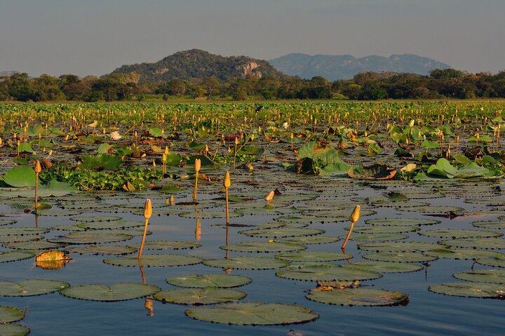 Private Jeep Safari at Minneriya National Park
