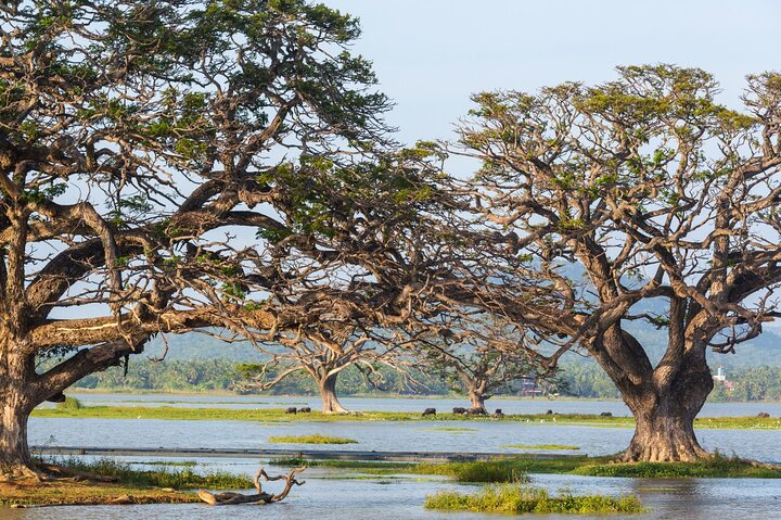 Private Jeep Safari at Minneriya National Park