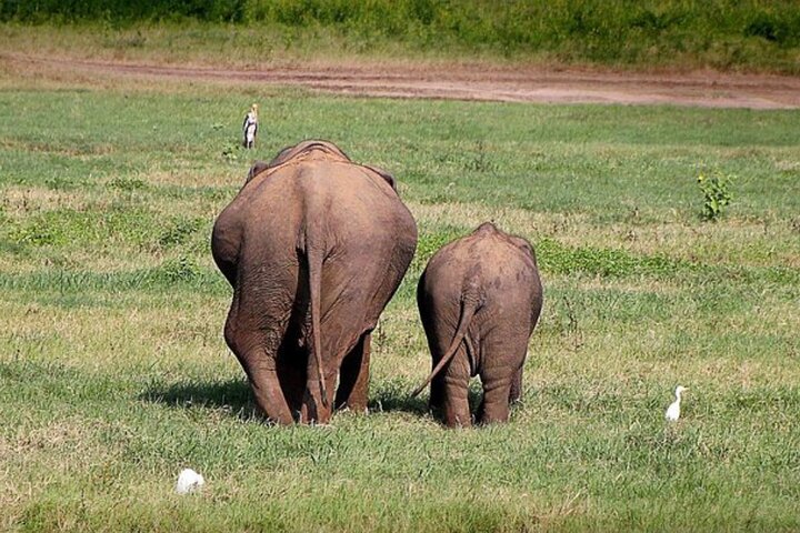Private Jeep Safari at Minneriya National Park