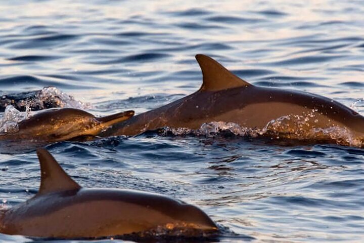 Medulin: 85% Dolphin Sunset Cruise, All-Inclusive & Face Painting