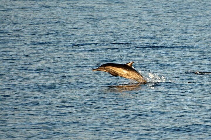Medulin: 85% Dolphin Sunset Cruise, All-Inclusive & Face Painting