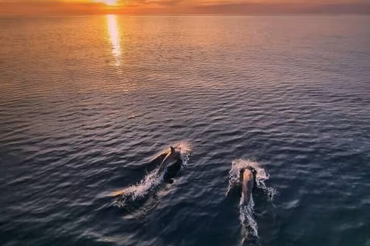 Medulin: 85% Dolphin Sunset Cruise, All-Inclusive & Face Painting