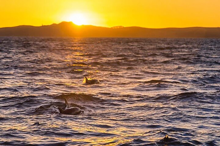 Medulin: 85% Dolphin Sunset Cruise, All-Inclusive & Face Painting