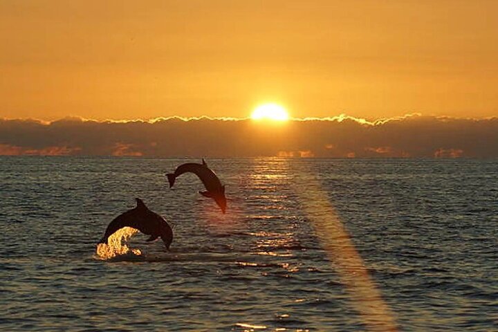 Medulin: 85% Dolphin Sunset Cruise, All-Inclusive & Face Painting