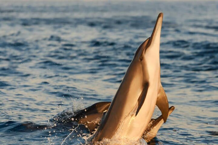 Medulin: 85% Dolphin Sunset Cruise, All-Inclusive & Face Painting