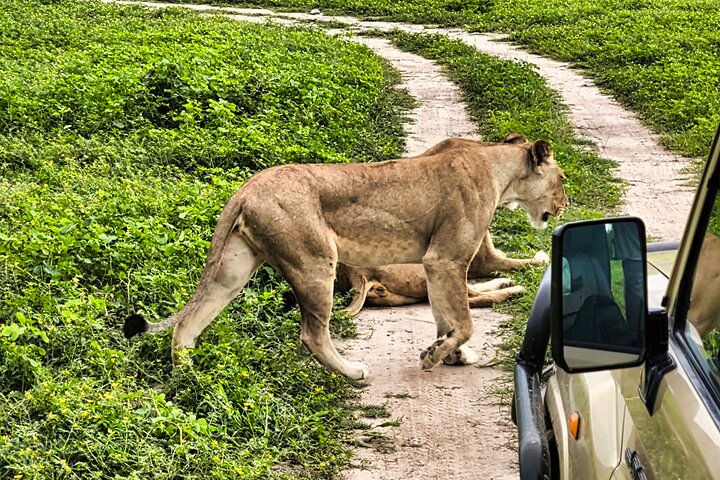 Chobe Sunrise Leopard and Lion Safari Tracking