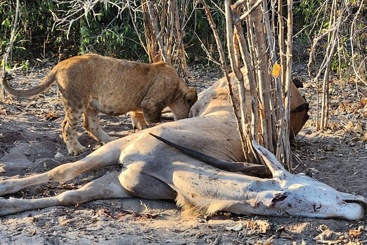 Chobe Sunrise Leopard and Lion Safari Tracking
