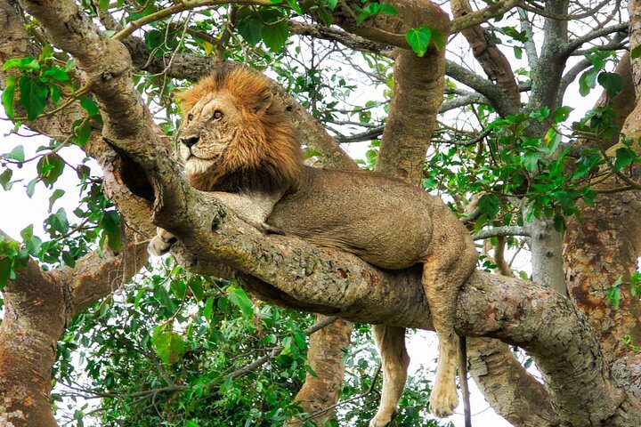 Chobe Sunrise Leopard and Lion Safari Tracking