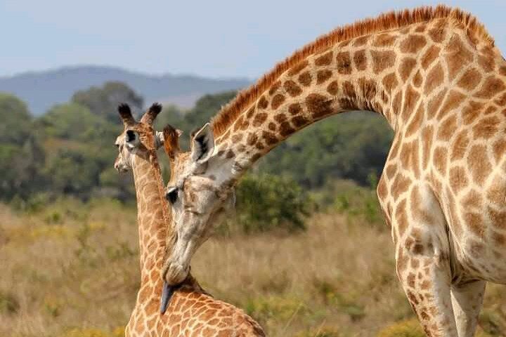 2 Day Schotia Safari Tour in Port Elizabeth