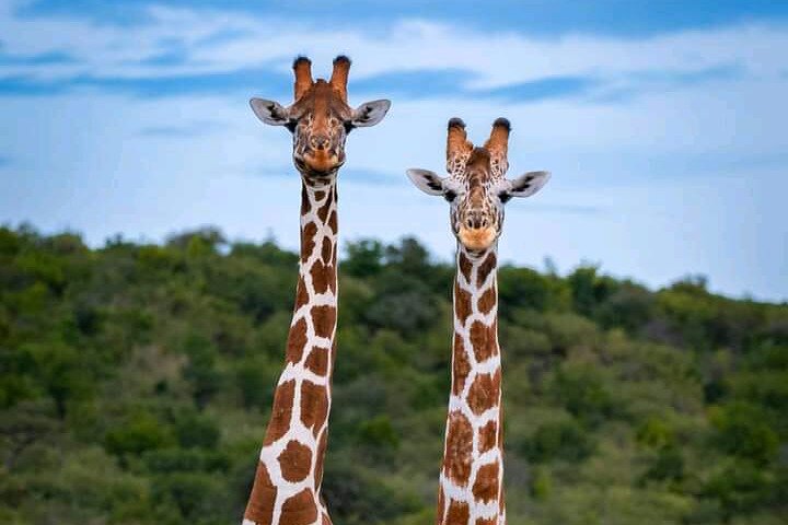 2 Day Schotia Safari Tour in Port Elizabeth