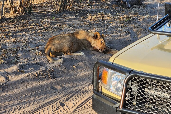 Chobe Sunrise Leopard and Lion Safari Tracking