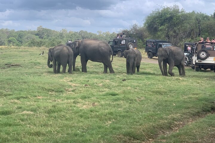 Private Polonnaruwa Ruins & Minneriya Safari Tour from Sigiriya