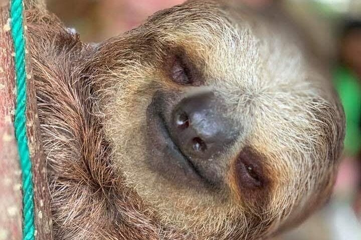 Roatan Wildlife Monkeys,Sloths, chocolate Rum tasting Island Tour