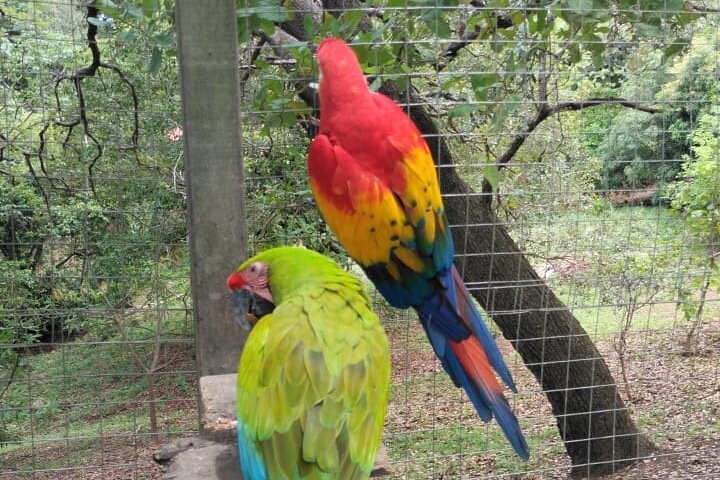 Roatan Wildlife Monkeys,Sloths, chocolate Rum tasting Island Tour