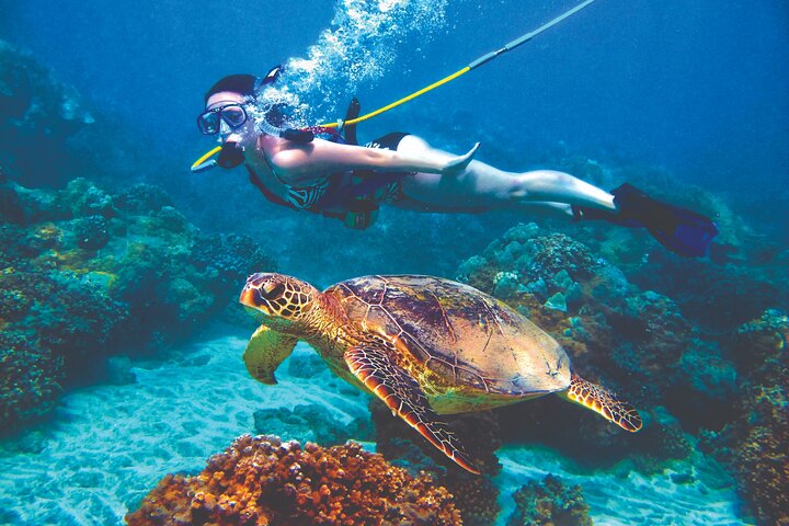 Curacao Sea Trek Snuba Combo Walk Tour and Dive the Ocean