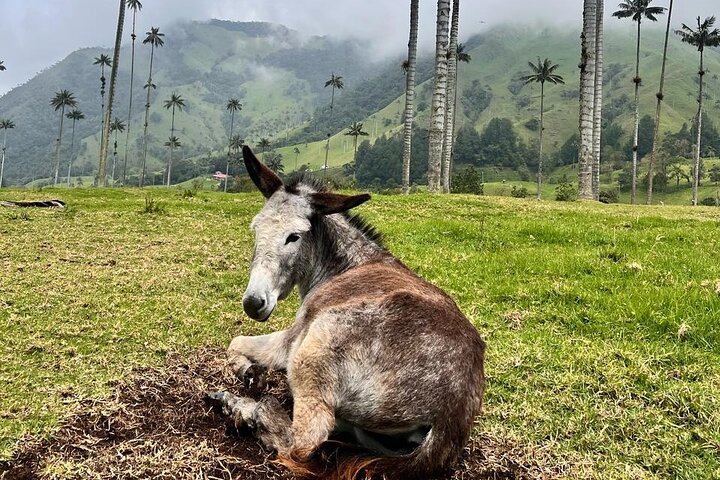 Private Tour Cocora Valley, Salento, Philandia and Coffee