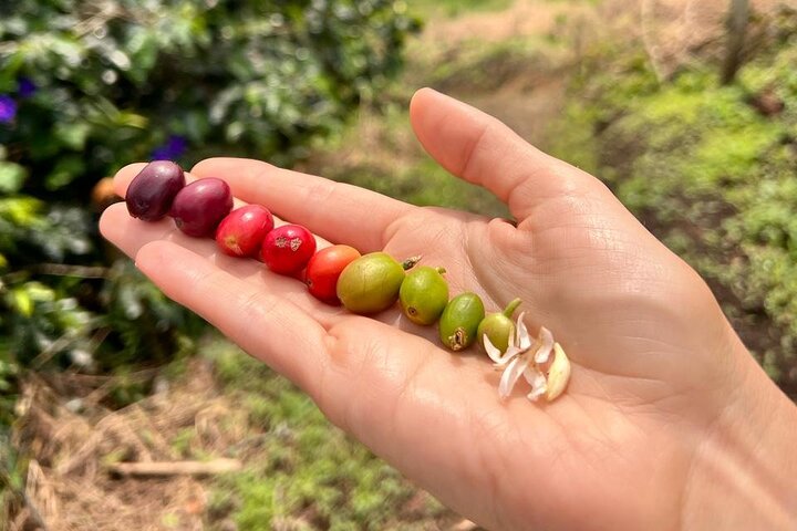 Private Tour Cocora Valley, Salento, Philandia and Coffee