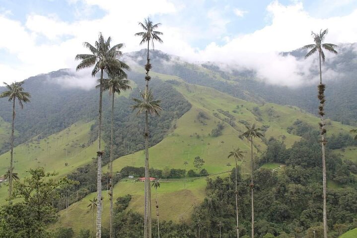 Private Tour Cocora Valley, Salento, Philandia and Coffee