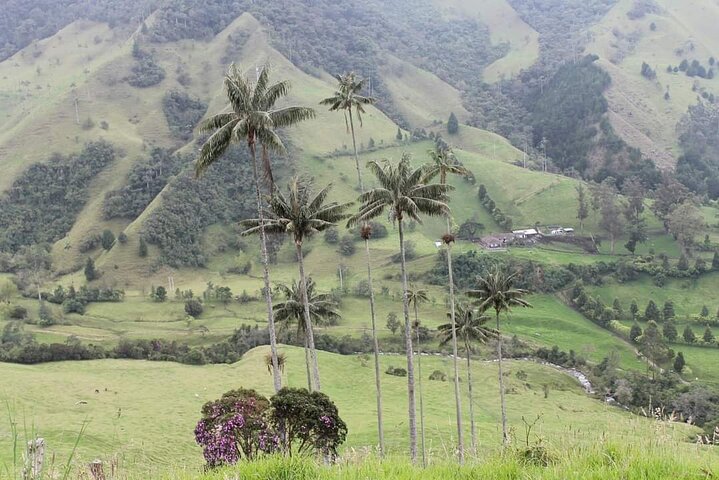 Private Tour Cocora Valley, Salento, Philandia and Coffee