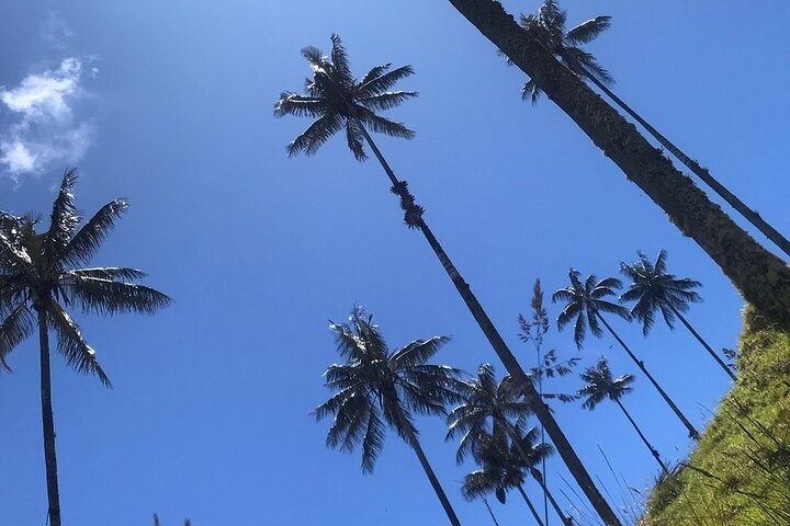 Private Tour Cocora Valley, Salento, Philandia and Coffee