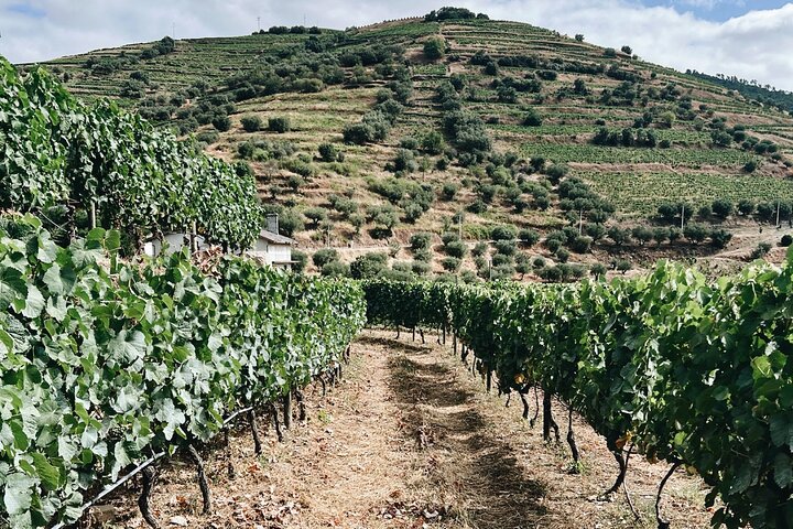 Douro valley private historic tour with Vineyard Lunch