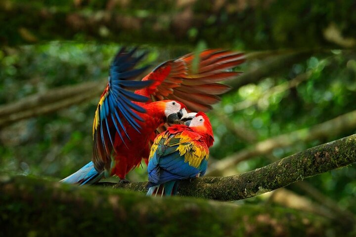 2-Day Tour in Corcovado, Sirena and San Pedrillo Stations