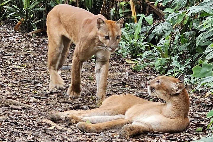 2-Day Tour in Corcovado, Sirena and San Pedrillo Stations