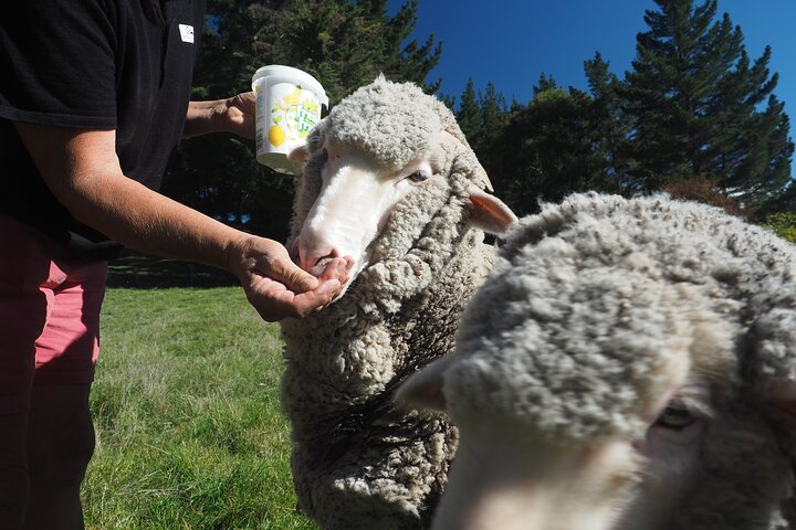 Merino Farm Experience