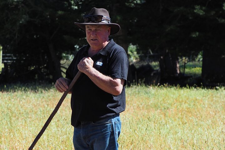 Merino Farm Experience