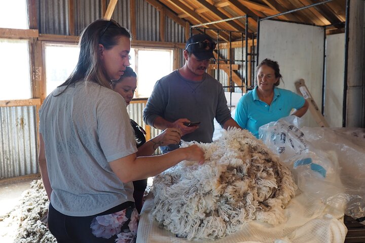 Merino Farm Experience