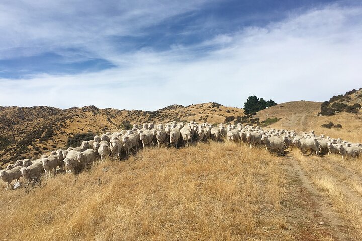 Merino Farm Experience